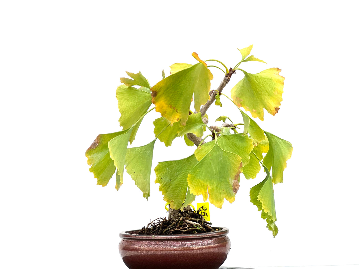 Ginkgo Biloba 3004