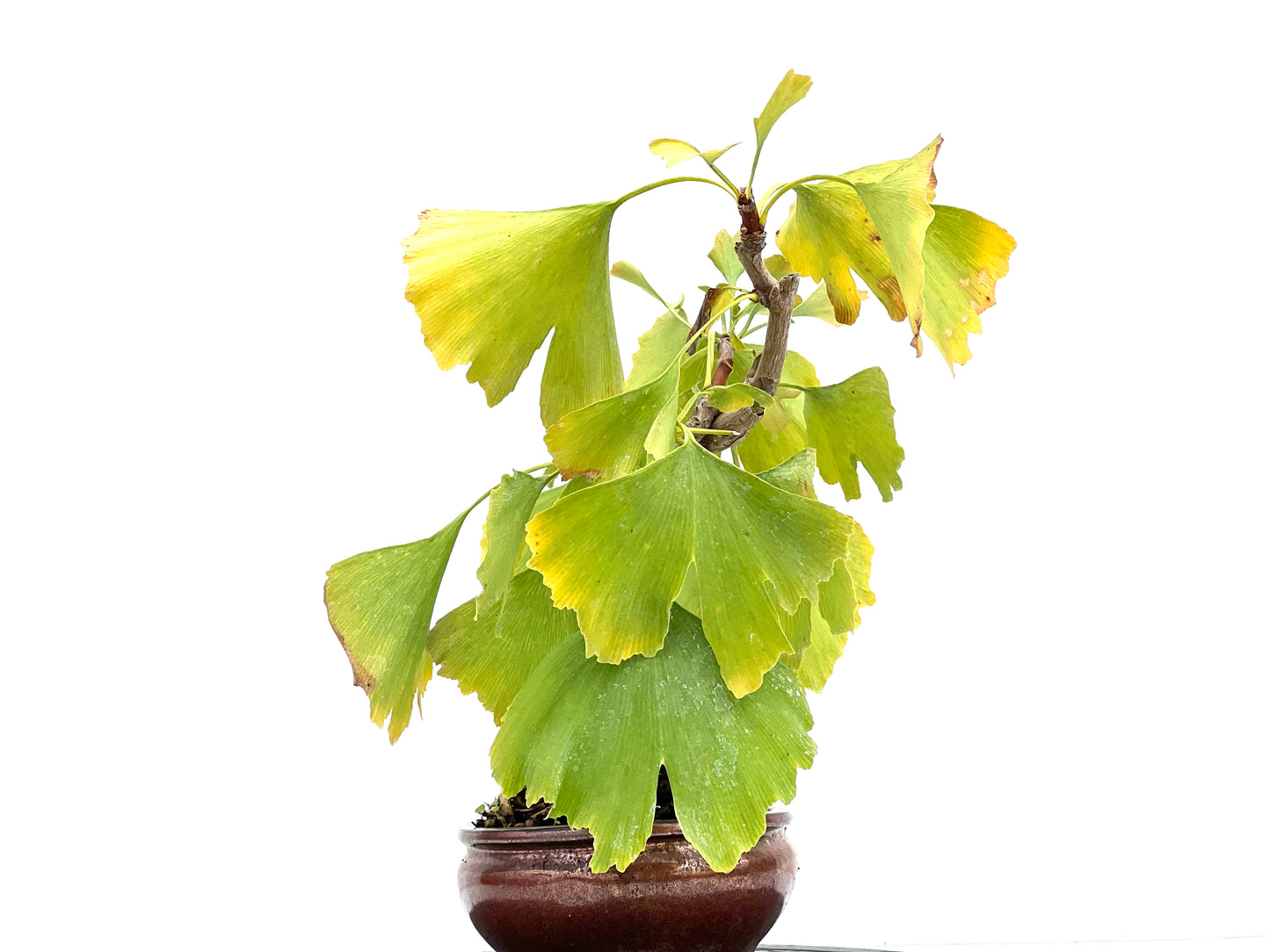 Ginkgo Biloba 3004