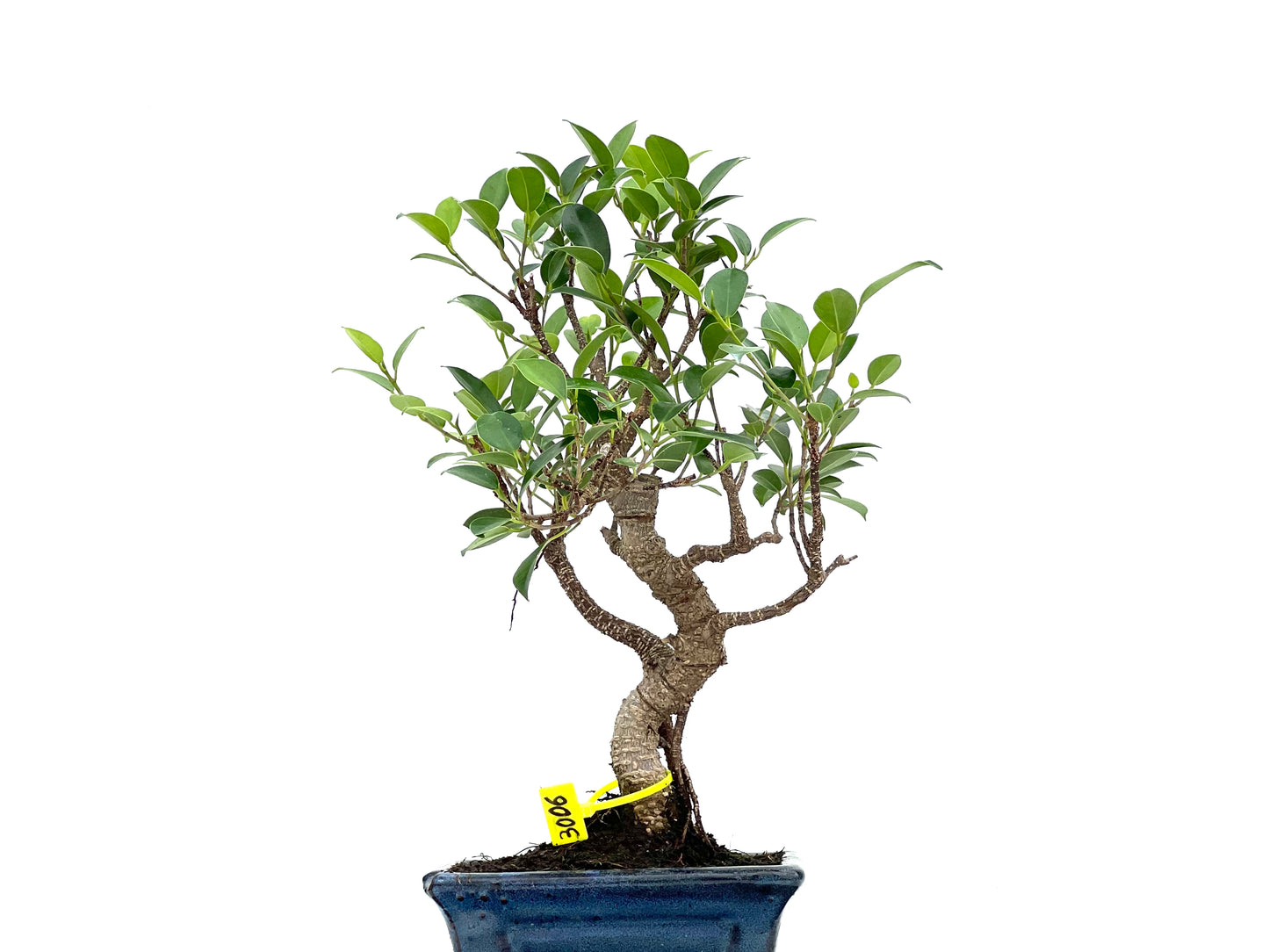 Ficus Tiger Bark 3006