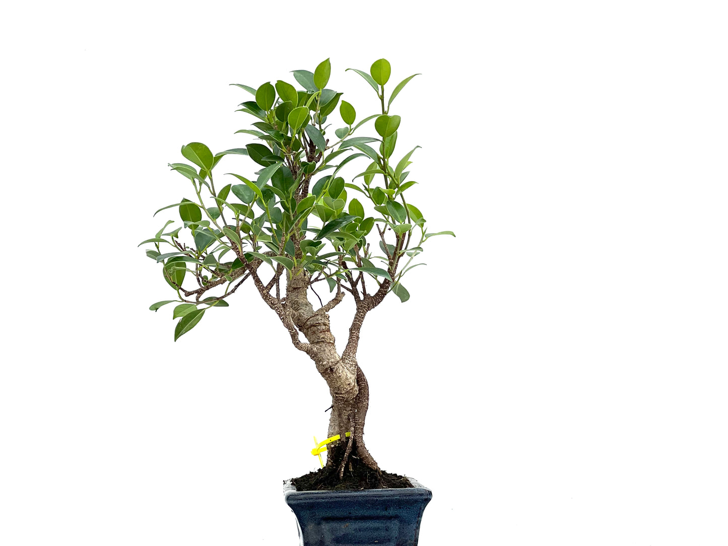 Ficus Tiger Bark 3006