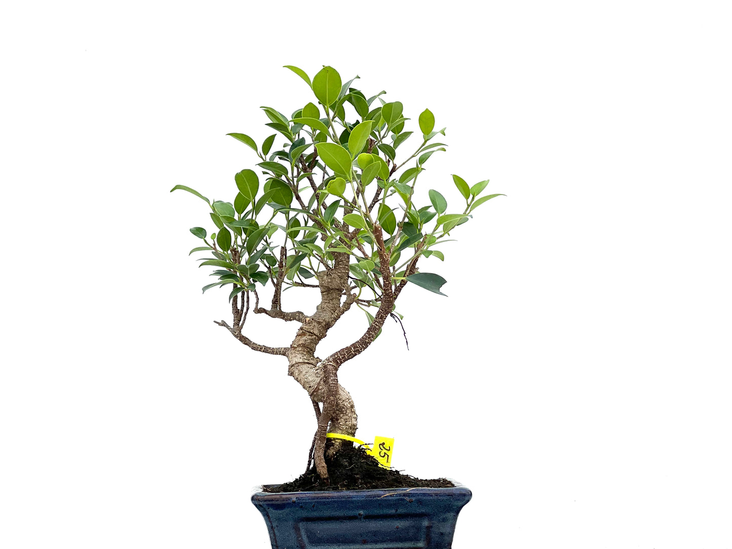 Ficus Tiger Bark 3006