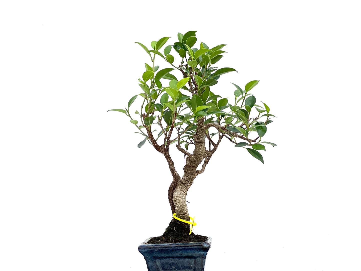 Ficus Tiger Bark 3006