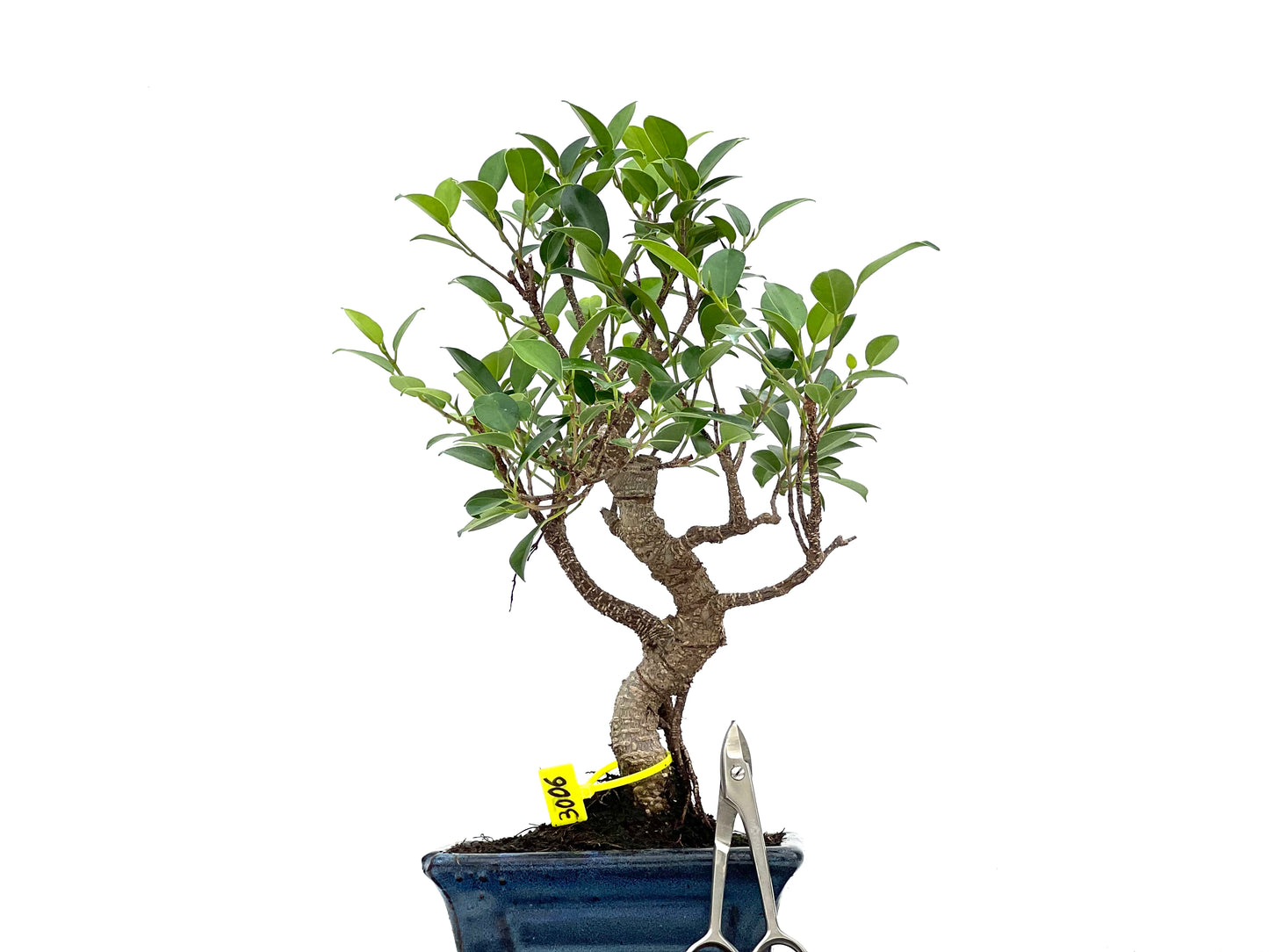 Ficus Tiger Bark 3006