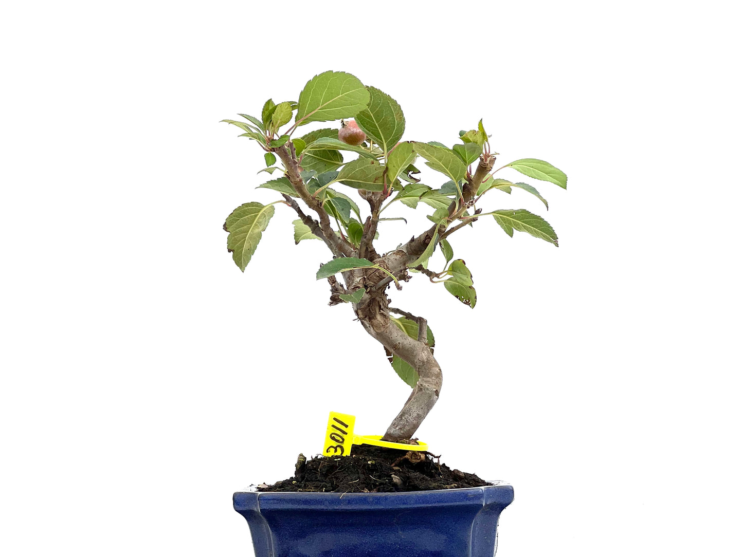 Malus Everest 3011