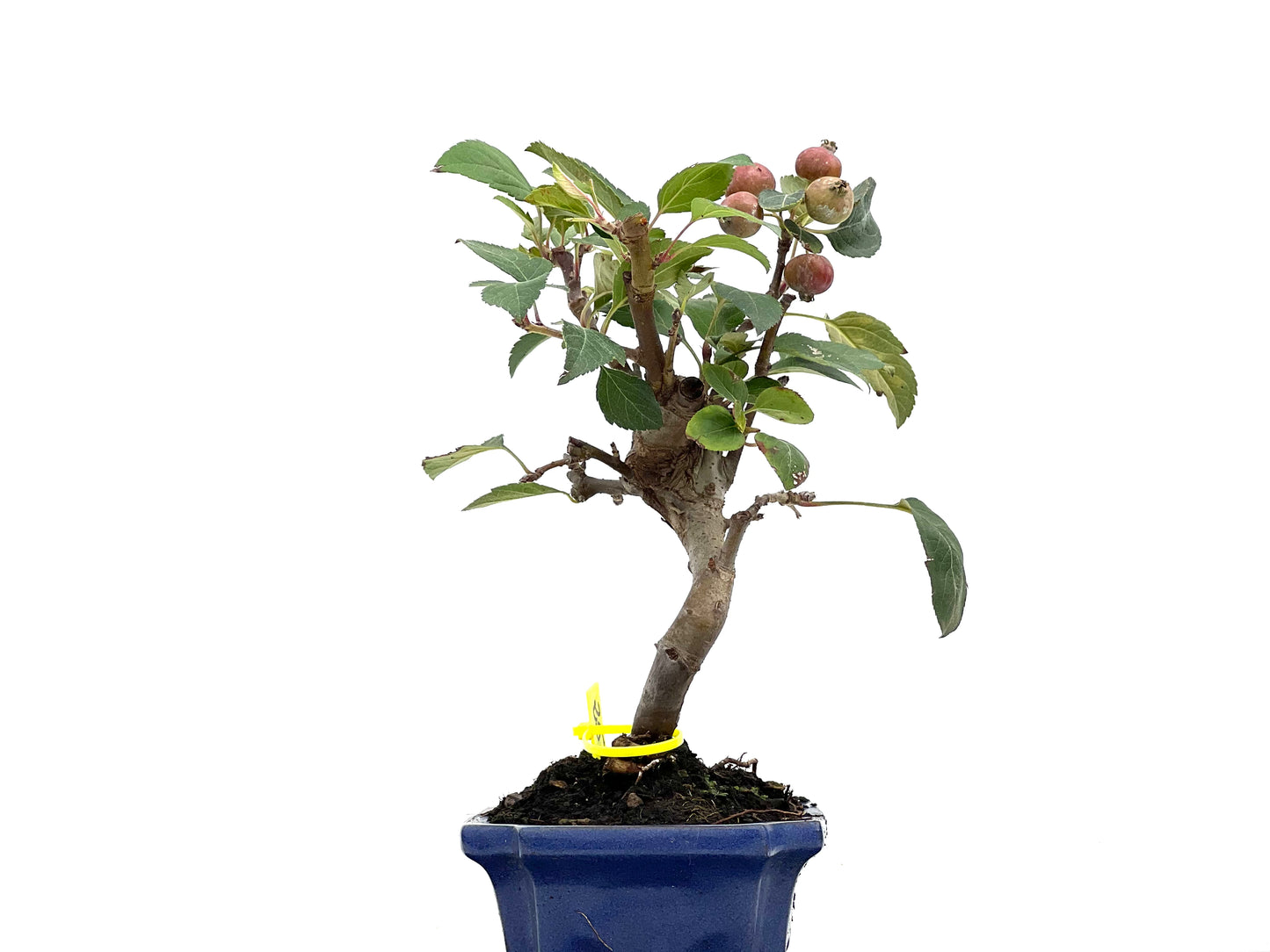 Malus Everest 3011