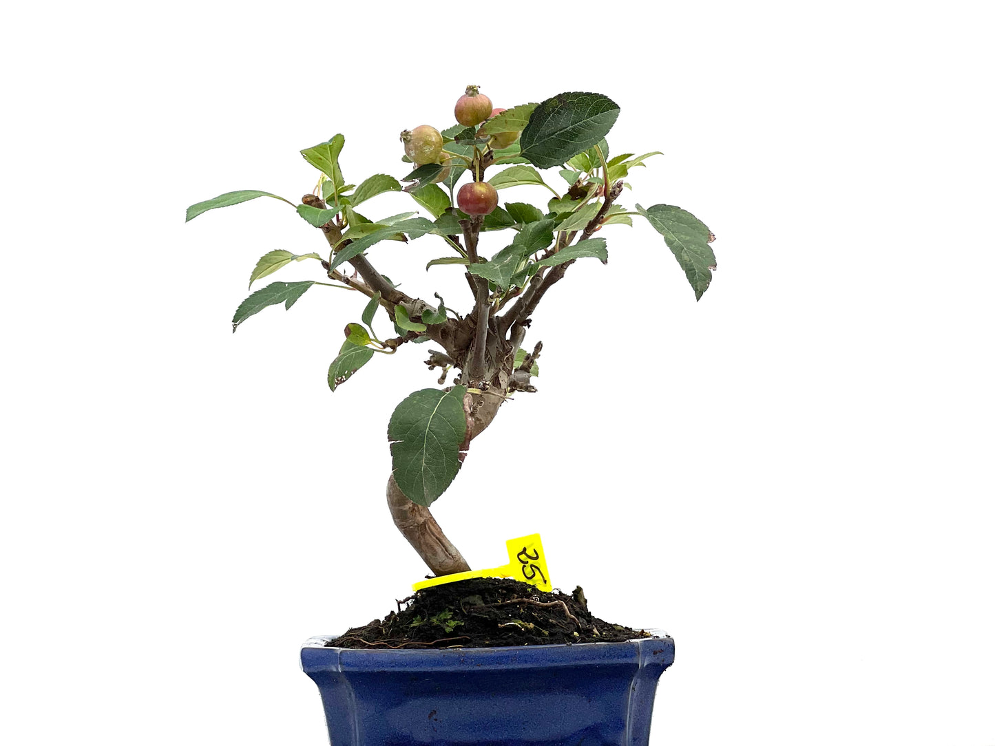 Malus Everest 3011