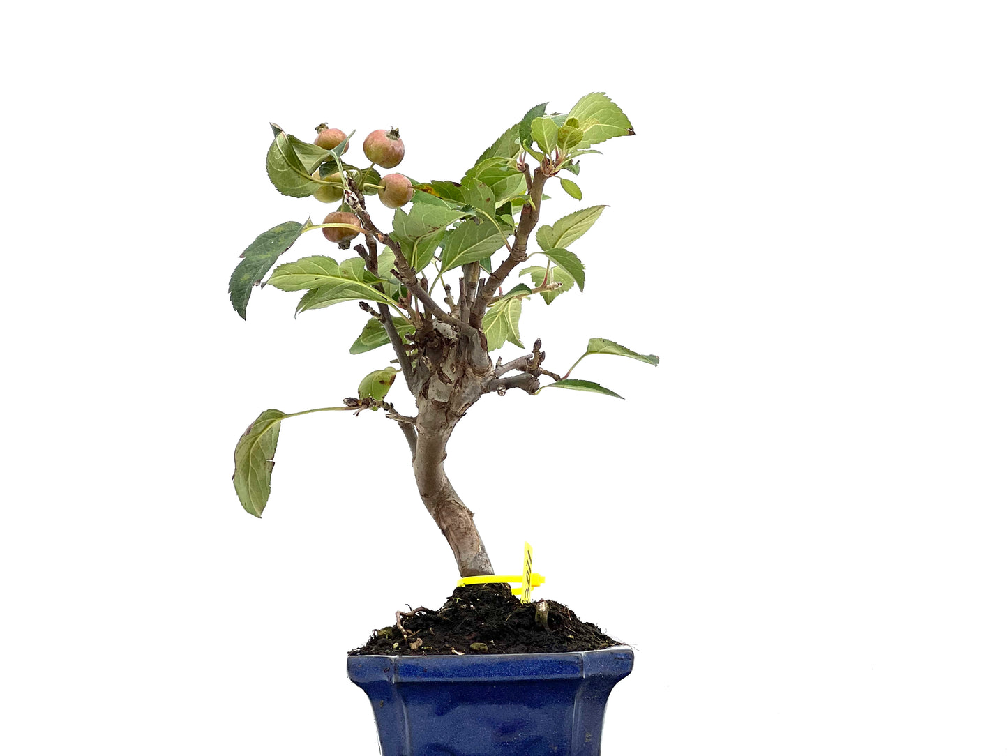 Malus Everest 3011