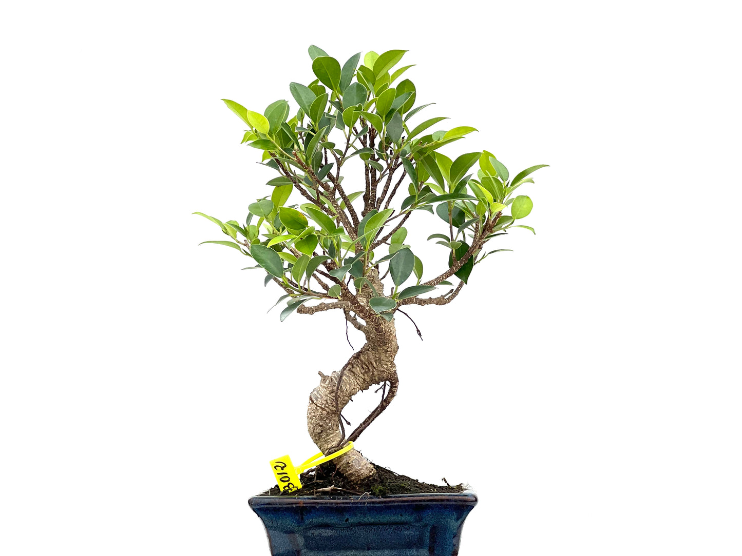 Ficus Tiger Bark 3012