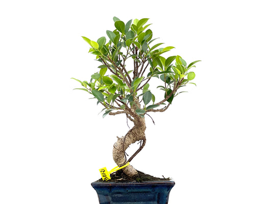 Ficus Tiger Bark 3012
