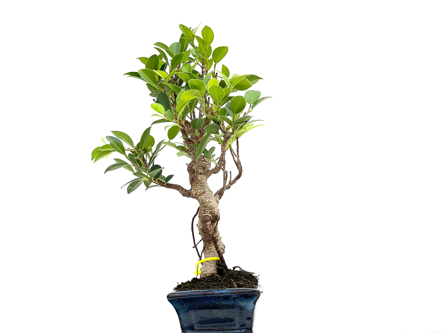 Ficus Tiger Bark 3012