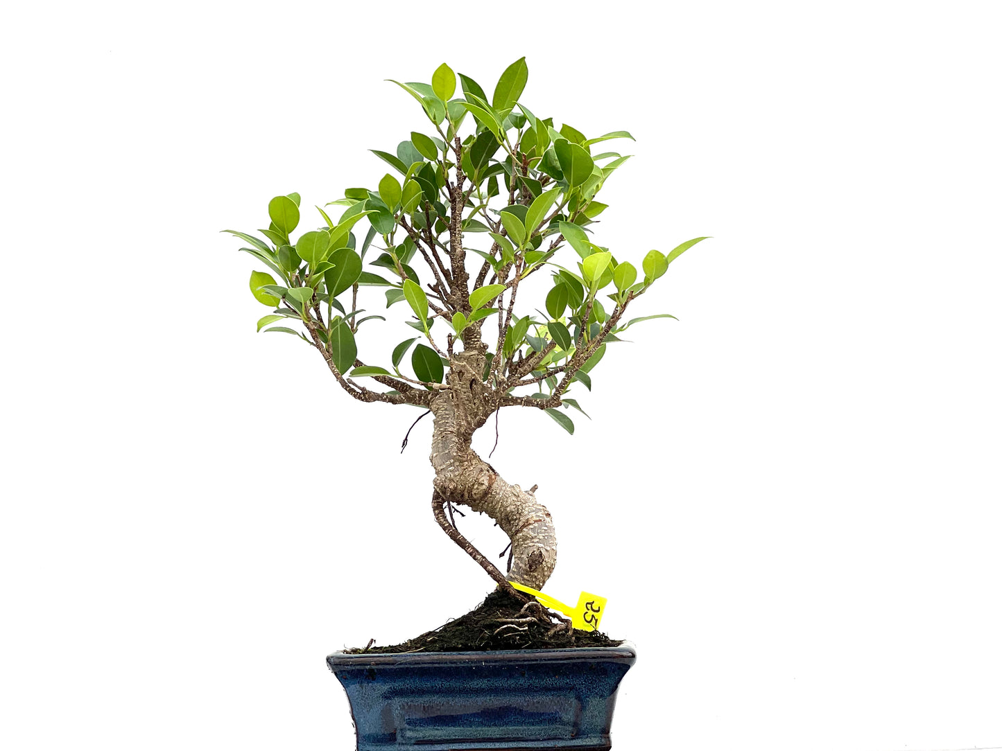 Ficus Tiger Bark 3012