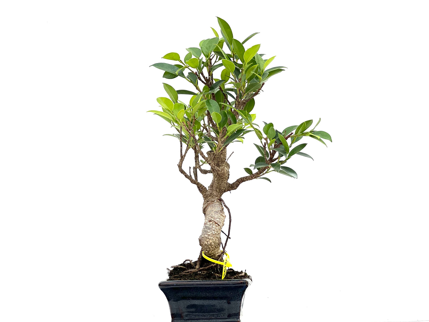 Ficus Tiger Bark 3012