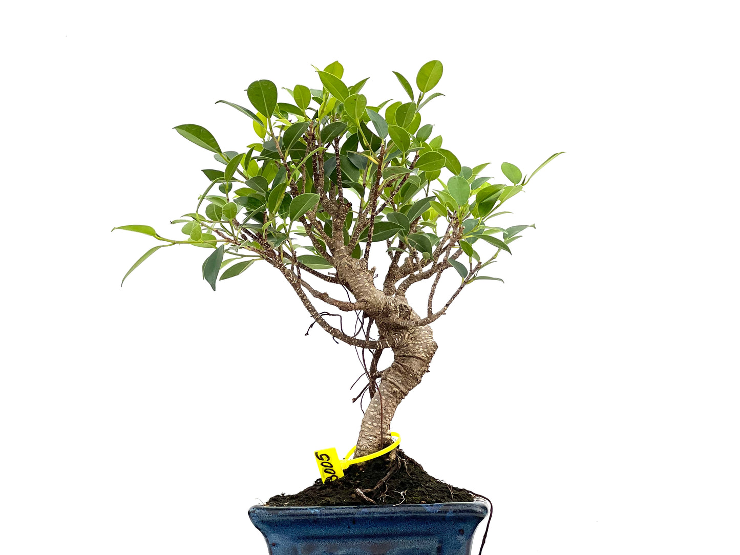 Ficus Tiger Bark 3005
