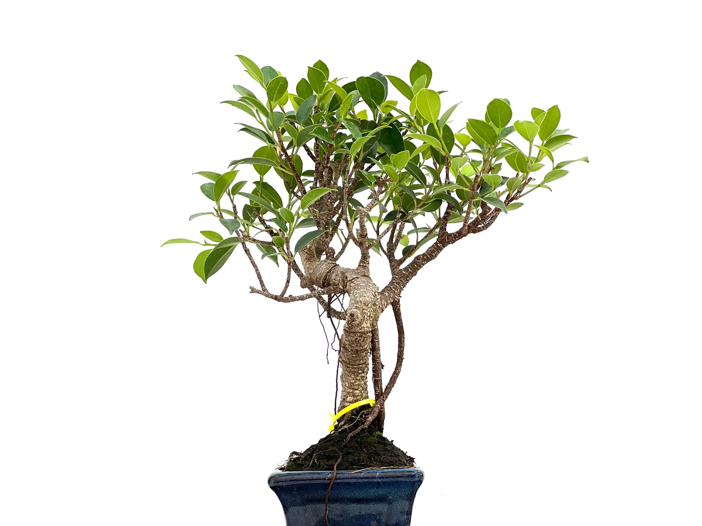 Ficus Tiger Bark 3005