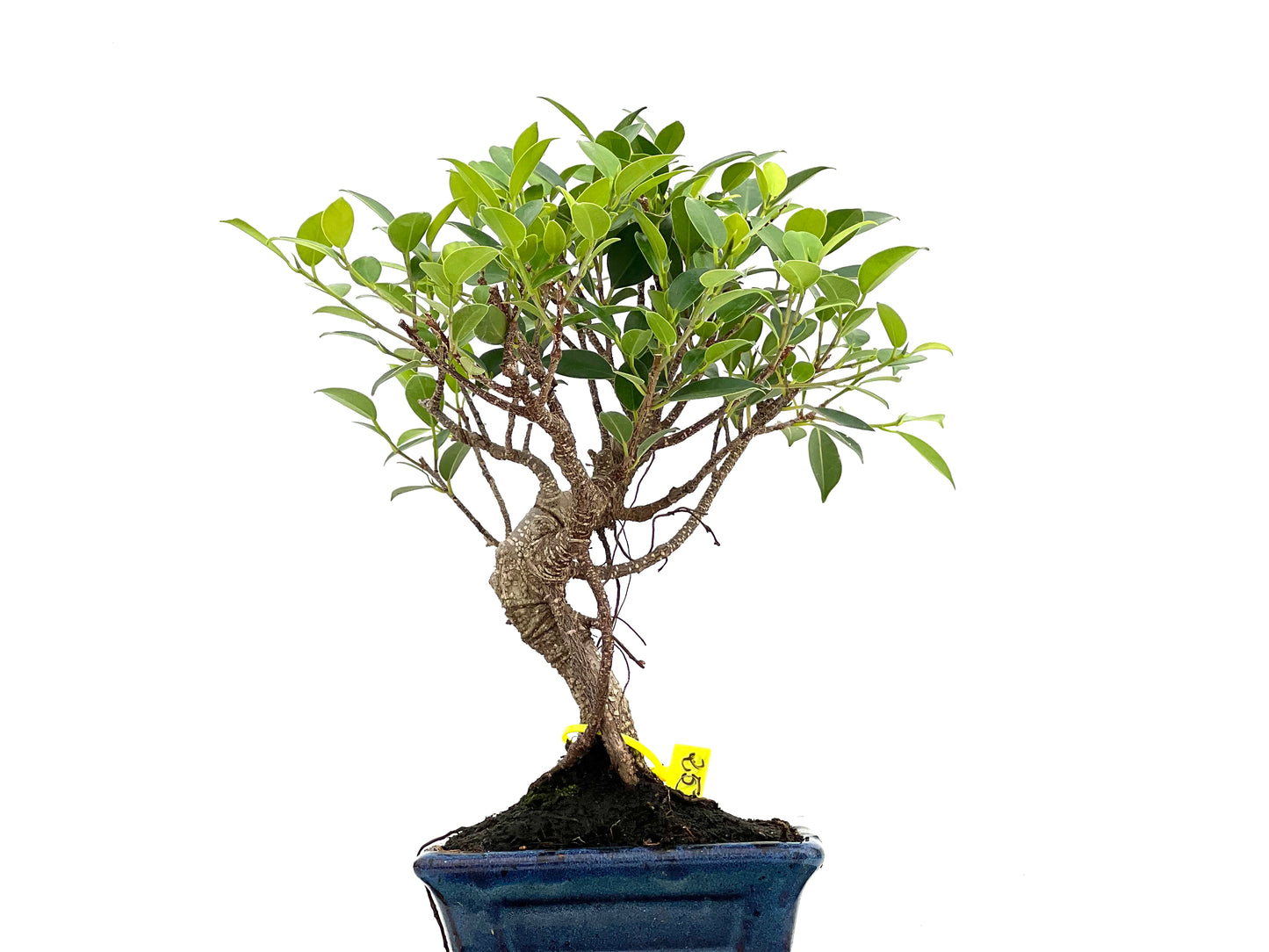 Ficus Tiger Bark 3005