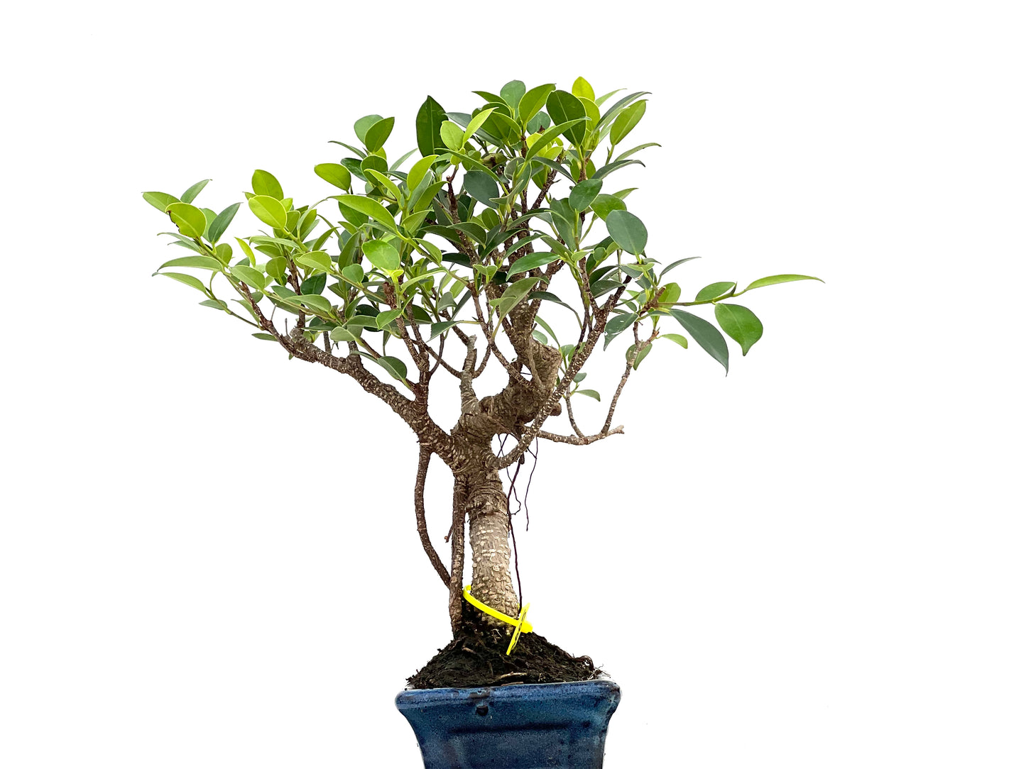 Ficus Tiger Bark 3005