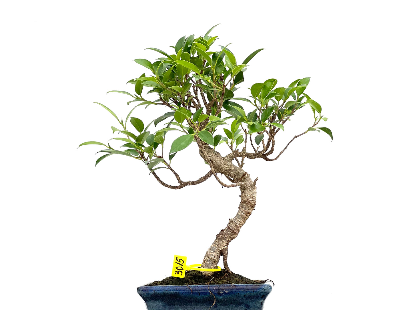 Ficus Tiger Bark 3015