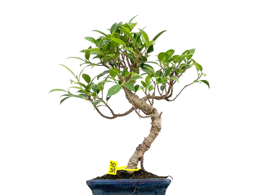 Ficus Tiger Bark 3015
