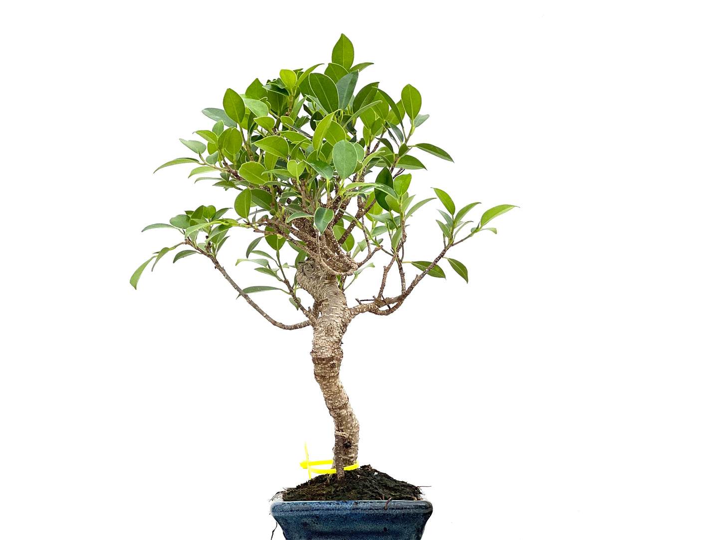 Ficus Tiger Bark 3015