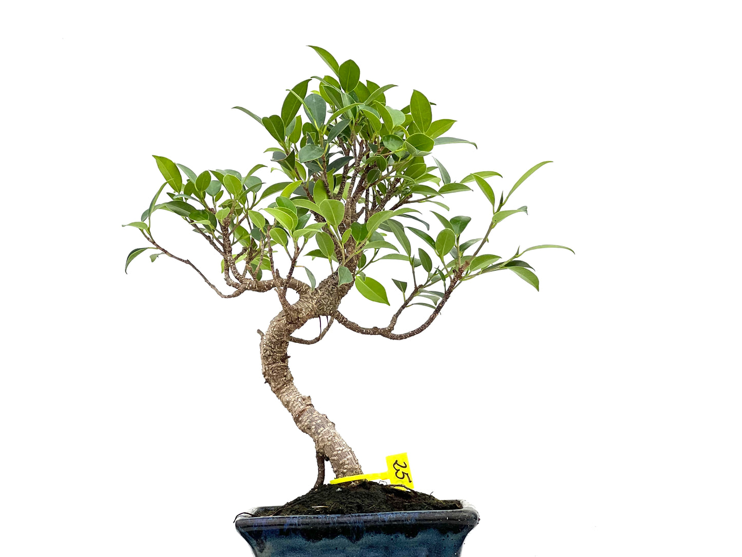Ficus Tiger Bark 3015