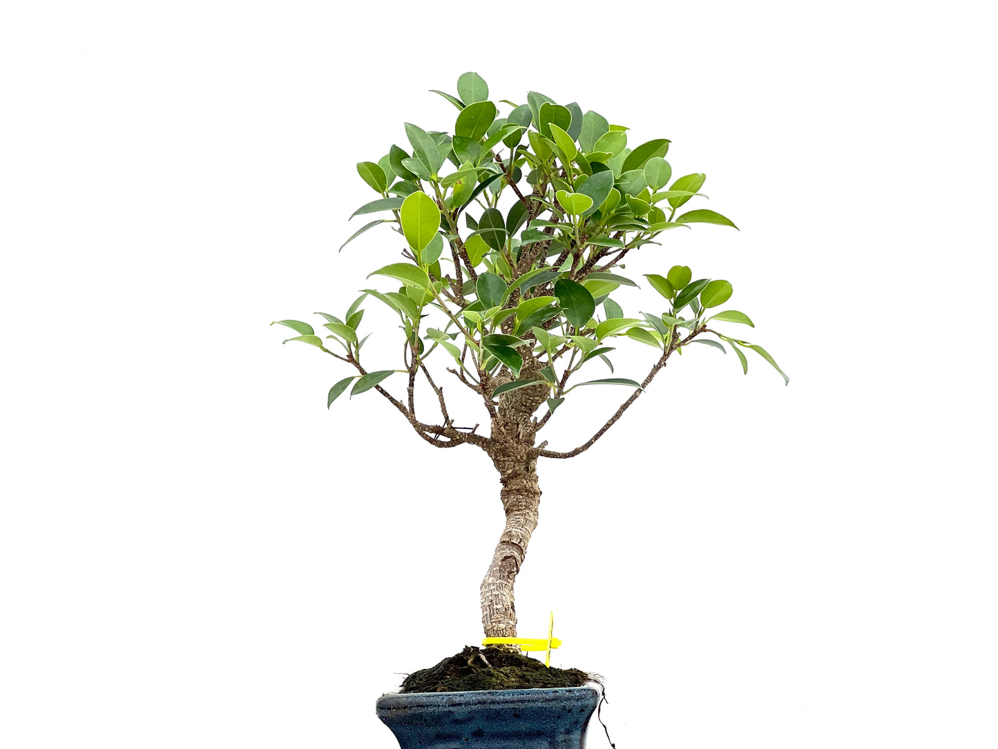 Ficus Tiger Bark 3015