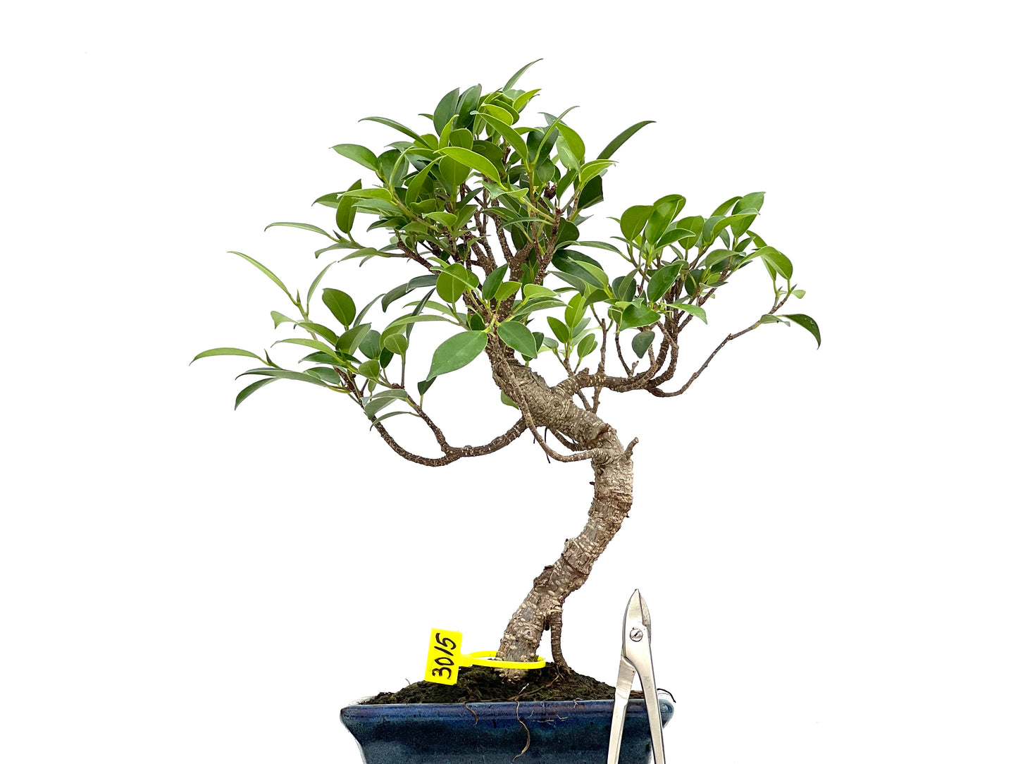 Ficus Tiger Bark 3015