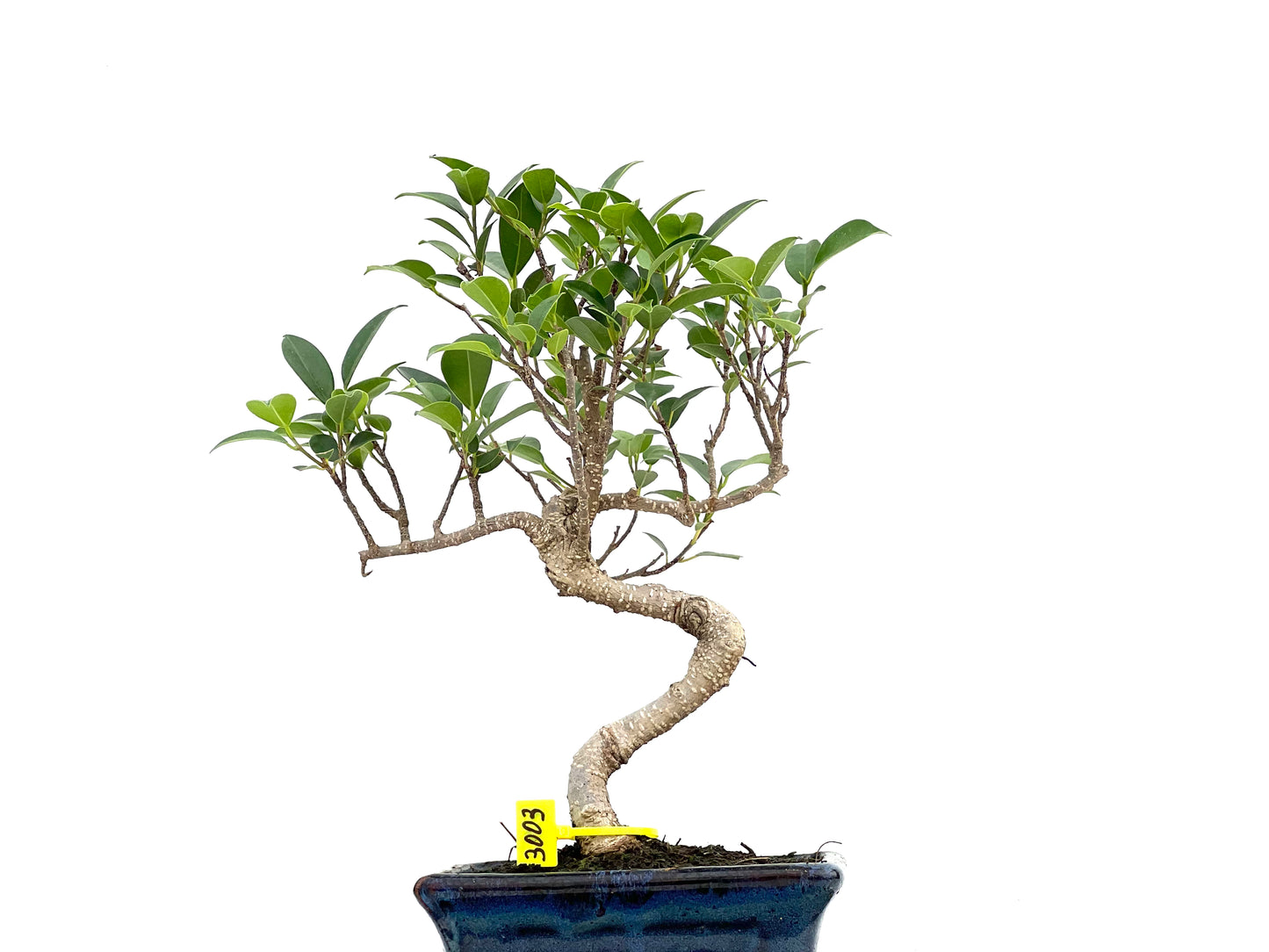 Ficus Tiger Bark 3003