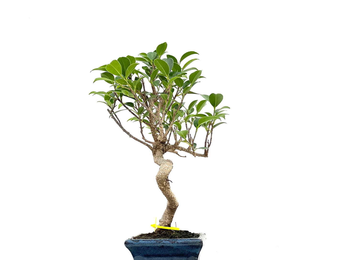 Ficus Tiger Bark 3003