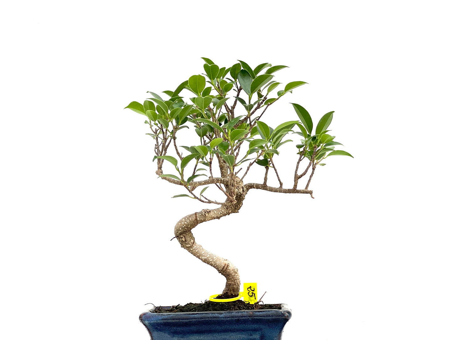Ficus Tiger Bark 3003