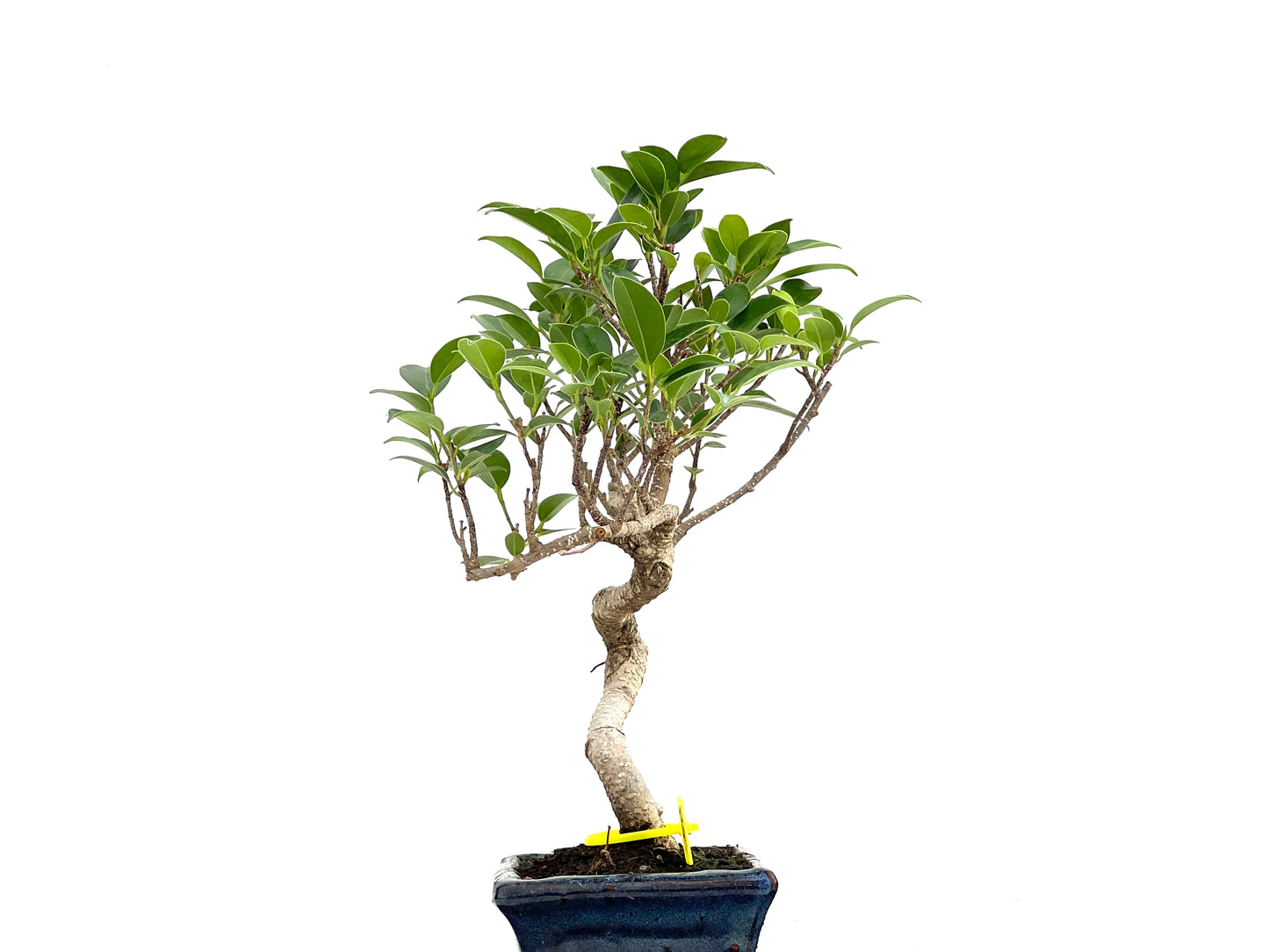 Ficus Tiger Bark 3003