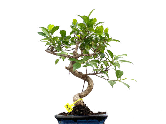 Ficus Tiger Bark 3014