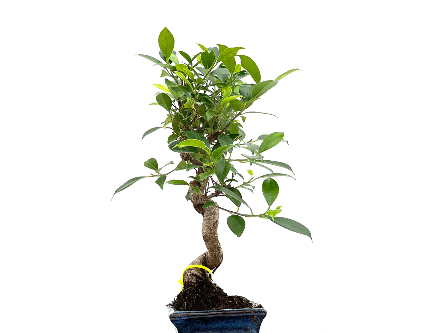 Ficus Tiger Bark 3014