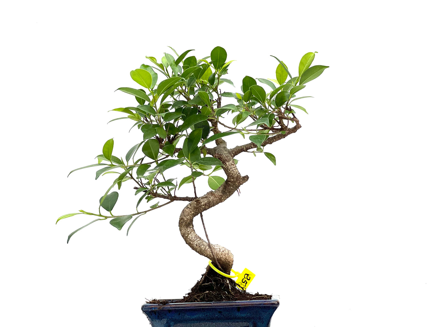 Ficus Tiger Bark 3014