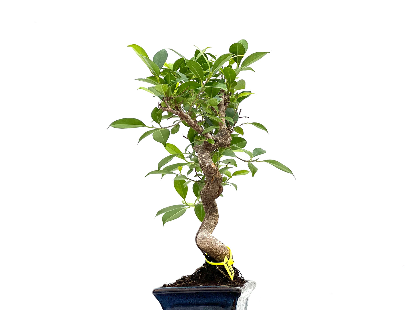 Ficus Tiger Bark 3014