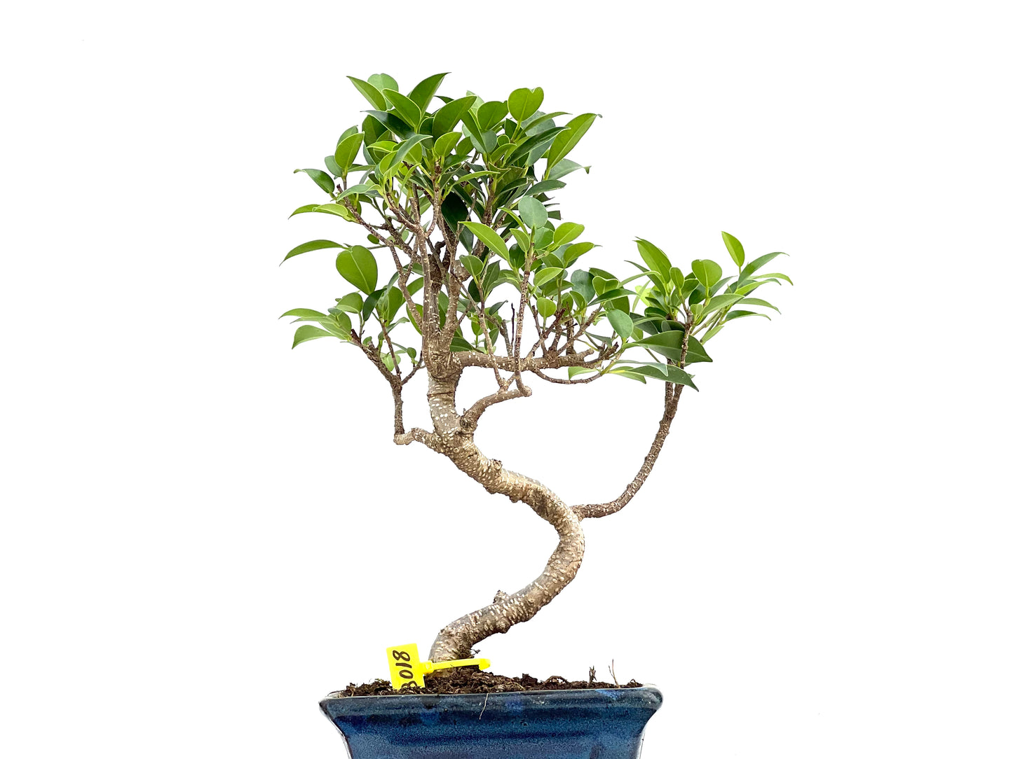Ficus Tiger Bark 3018