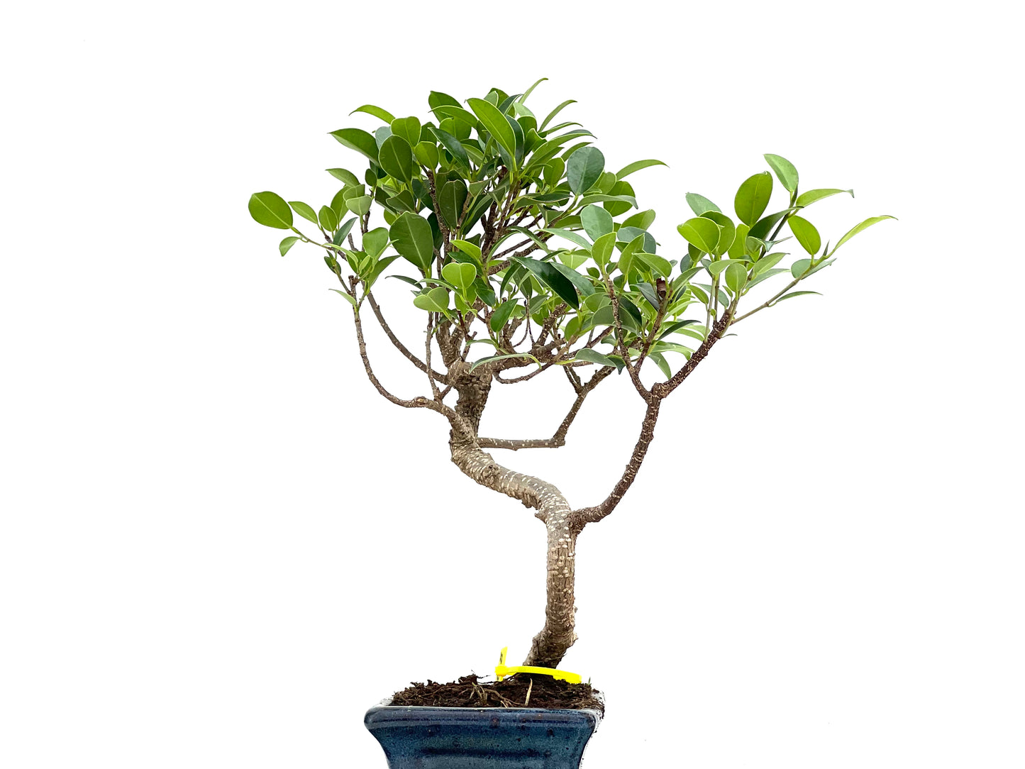 Ficus Tiger Bark 3018