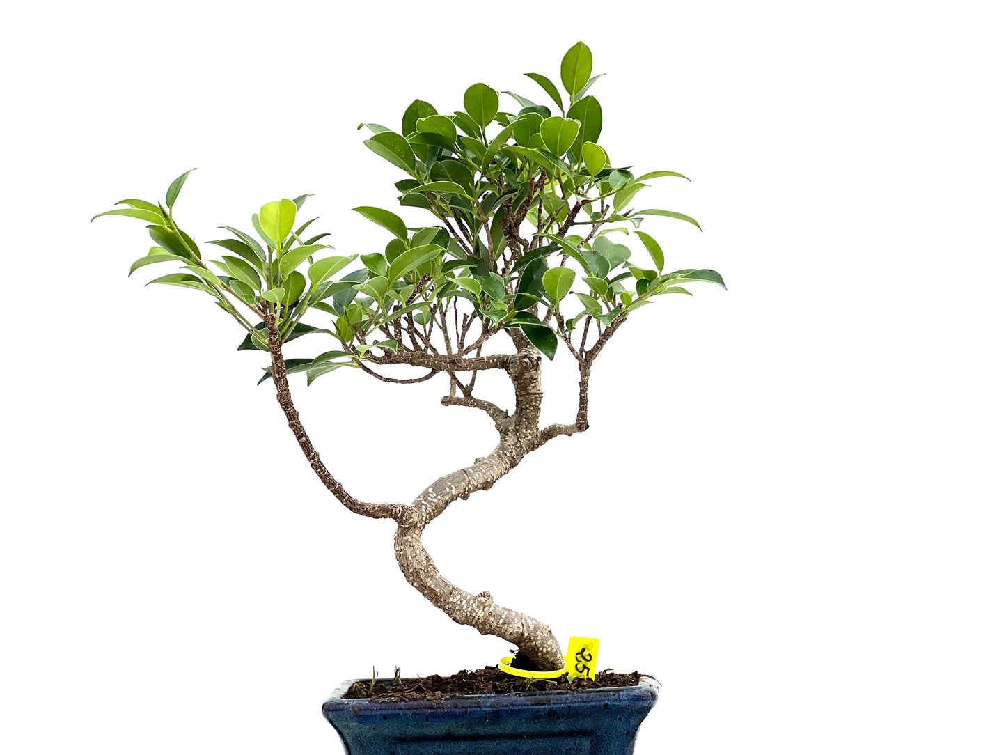 Ficus Tiger Bark 3018