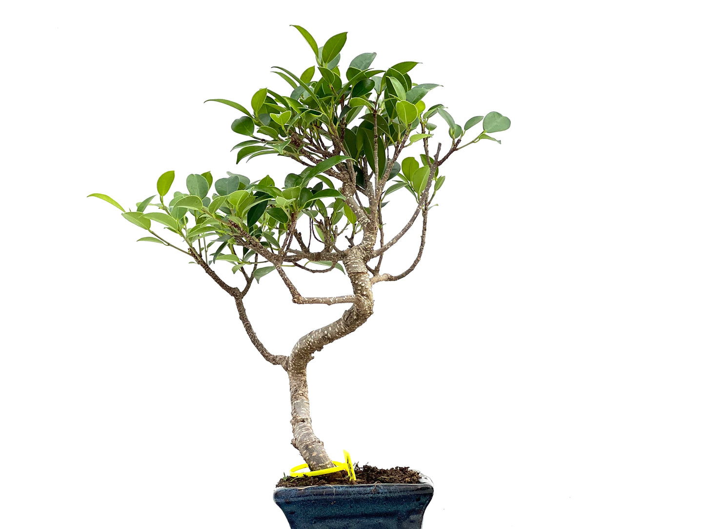 Ficus Tiger Bark 3018