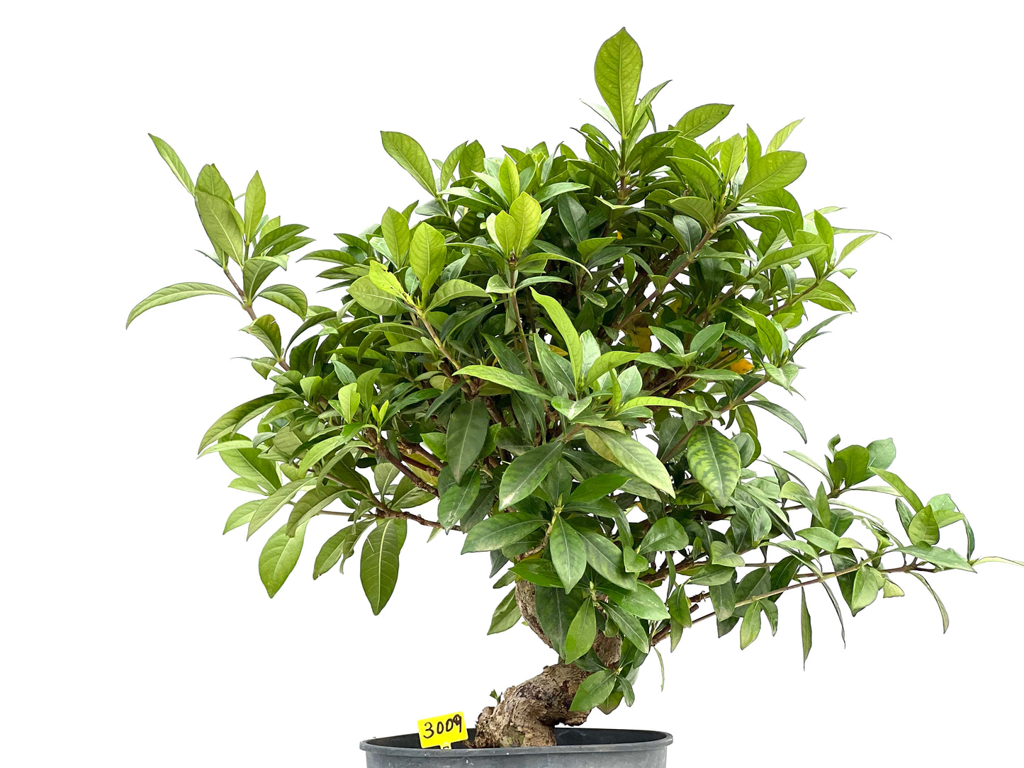 Gardenia Jasminoide 3009
