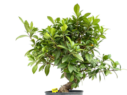 Gardenia Jasminoide 3009