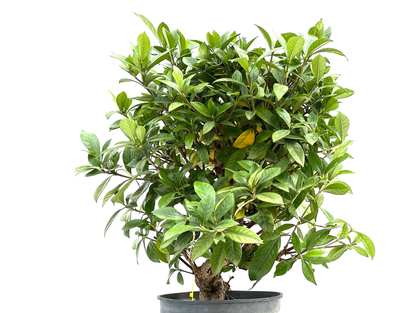 Gardenia Jasminoide 3009