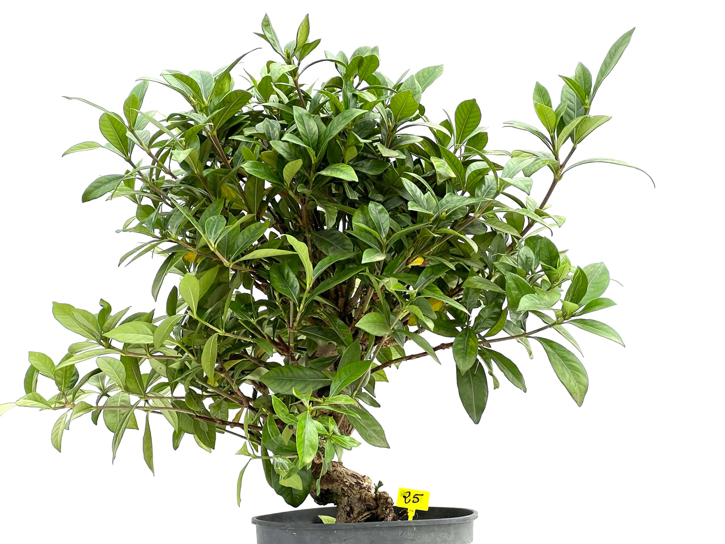 Gardenia Jasminoide 3009