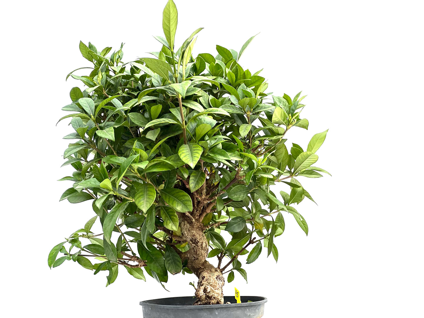 Gardenia Jasminoide 3009