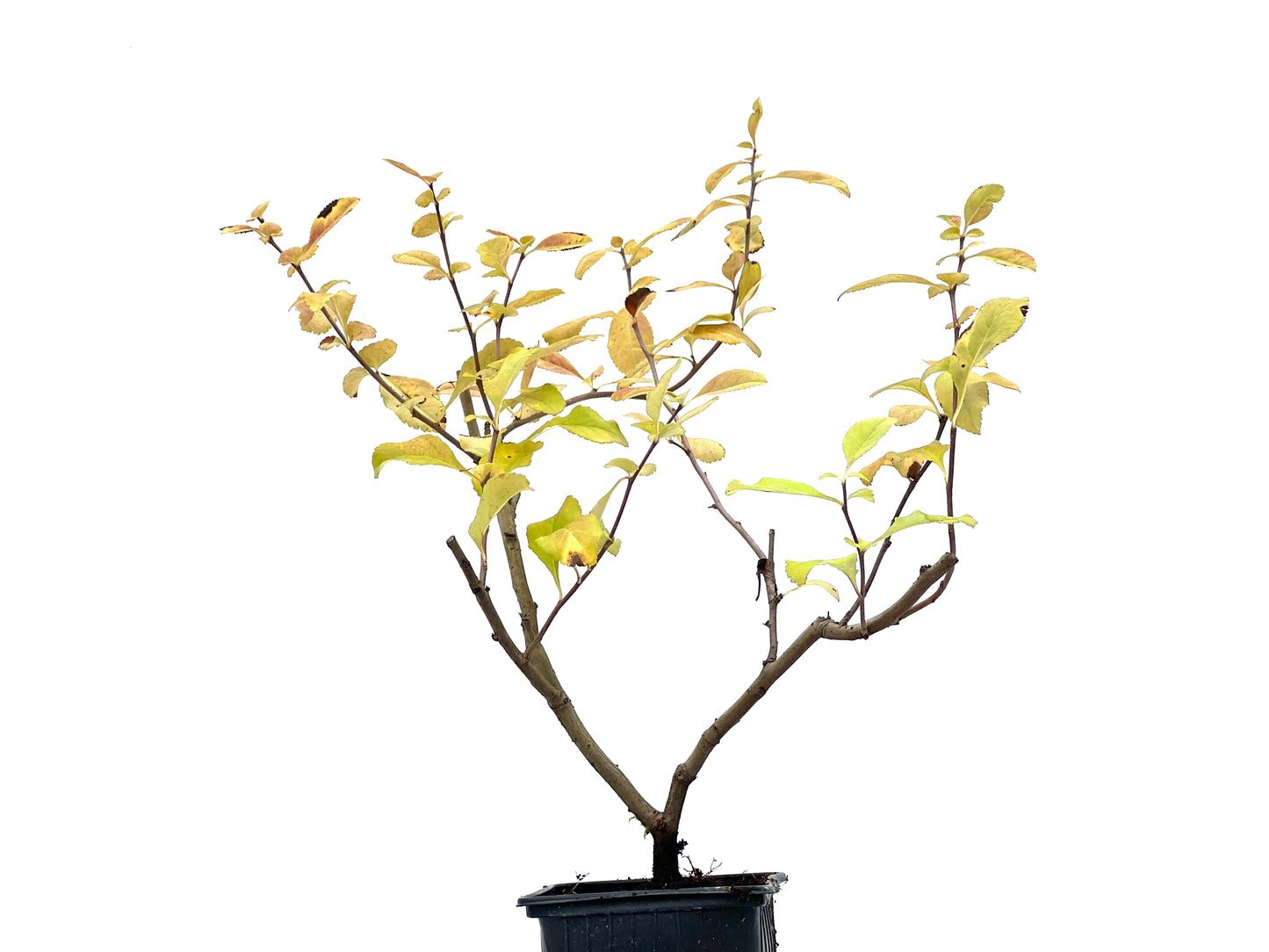 Chaenomeles Japonica