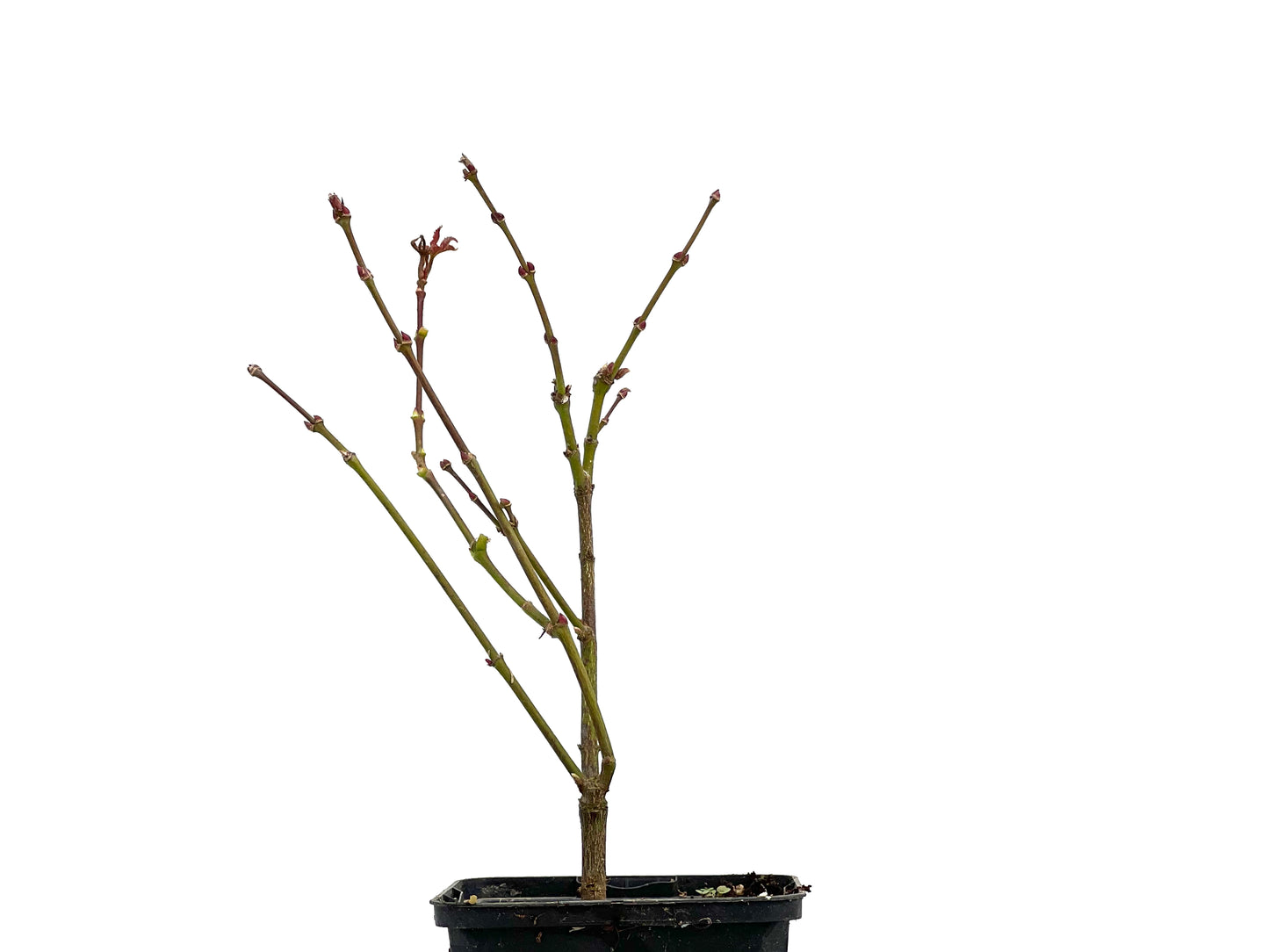 Arce Palmatum Atropurpureum