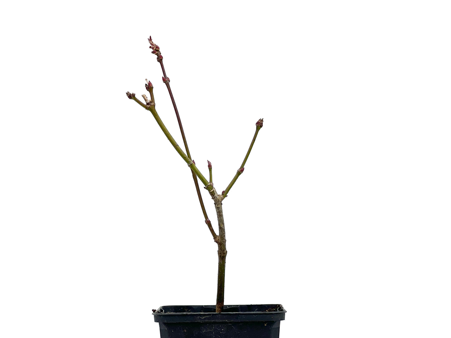 Arce Palmatum Atropurpureum