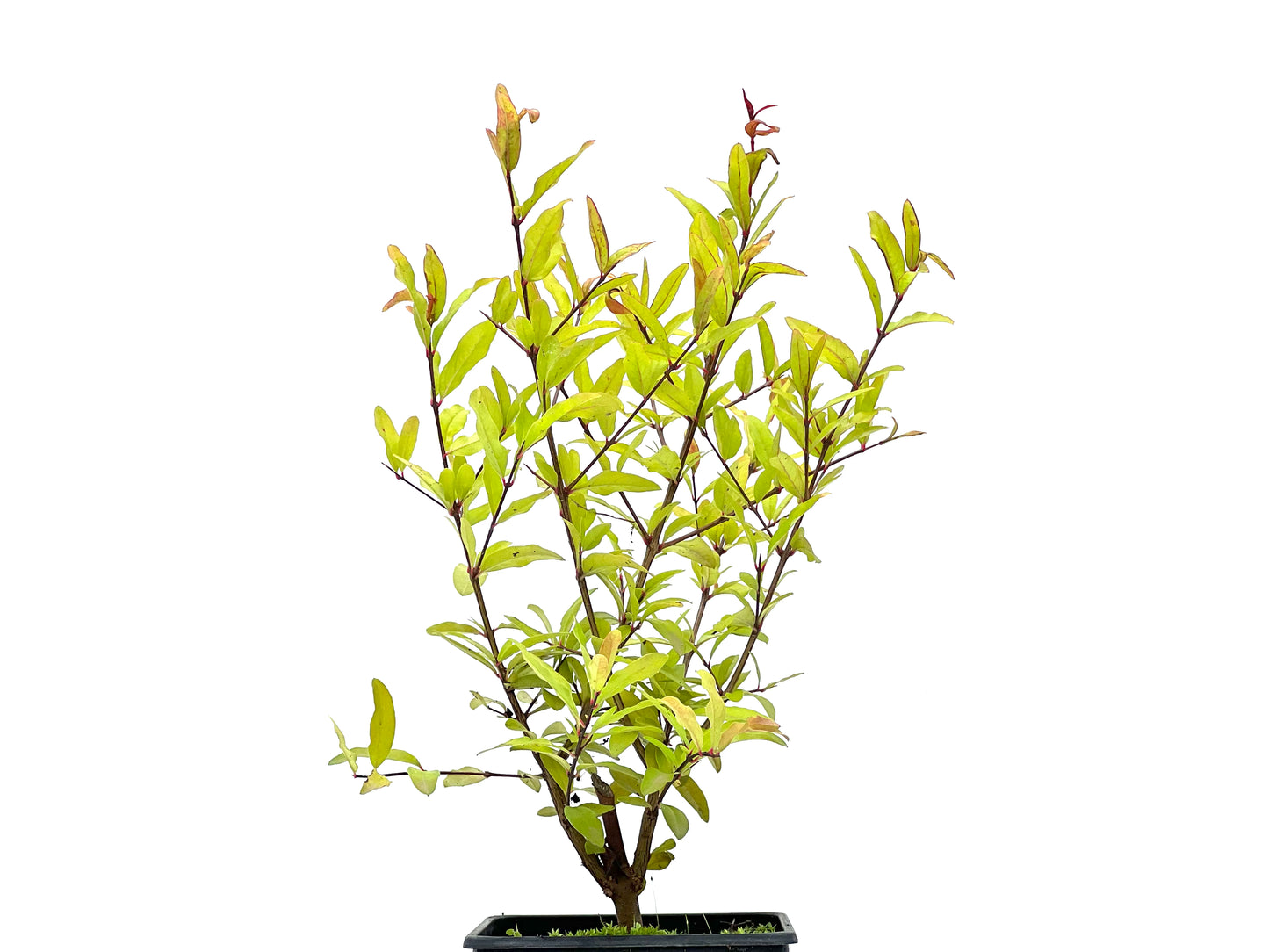 Punica Granatum Nana