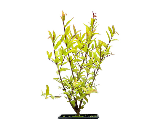 Punica Granatum Nana