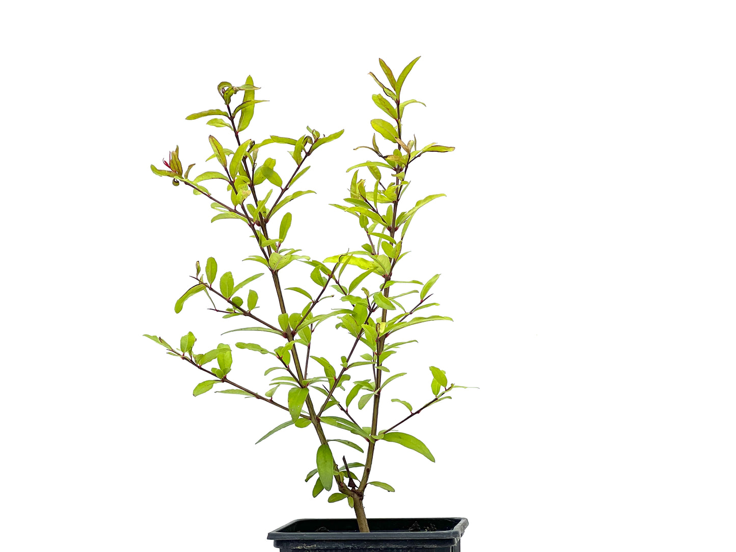 Punica Granatum Nana