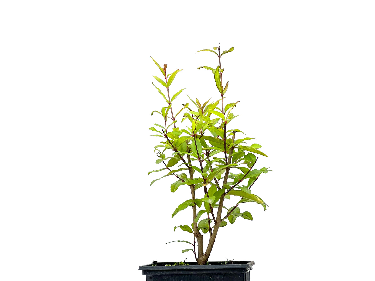 Punica Granatum Nana